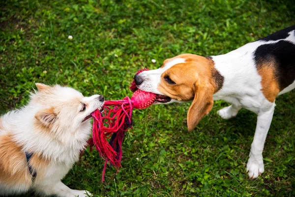 Δύο σκυλιά παίζουν ρυμουλκό του πολέμου με ένα σχοινί — Φωτογραφία Αρχείου