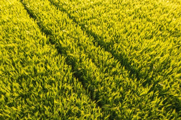 Vista aérea em verde trigo fresco perto. Jovem grama verde na primavera. — Fotografia de Stock