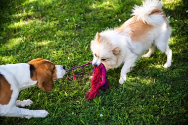 İki köpek halatla çekiştirip oynuyor.