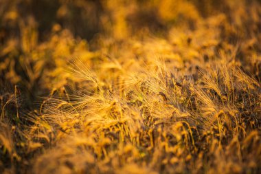 Buğday tarlası yakın çekim güneşli bir gün