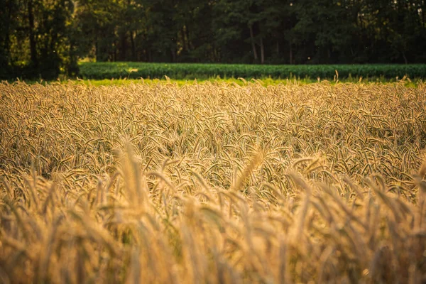 Weizenfeld Nahaufnahme schießen einen sonnigen Tag — Stockfoto