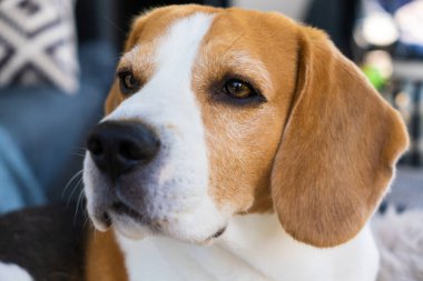 Av köpeği kanepede dinleniyor.