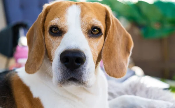 Beagle kutya pihentető kanapén szabadban — Stock Fotó