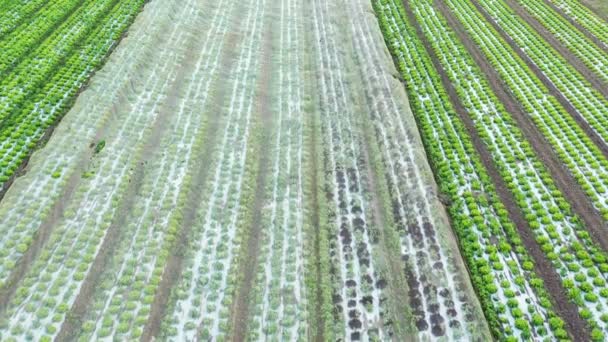 Vista aérea lenta en el campo de los cultivos de lechuga verde. — Vídeos de Stock