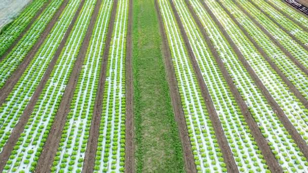 Vista aérea sobre el campo de los cultivos de lechuga verde. — Vídeos de Stock