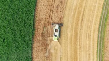 Sahada birleşiyor. Hasatların hava görüntüsü. Ekin toplama mevsimi.