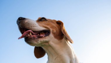 Beagle köpek kafası, 6 yaşında, yaz sıcağında mavi gökyüzüne karşı dilinden dışarı bakıyor.