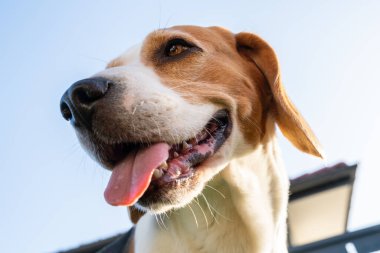 Beagle köpek kafası, 6 yaşında, yaz sıcağında mavi gökyüzüne karşı dilinden dışarı bakıyor.