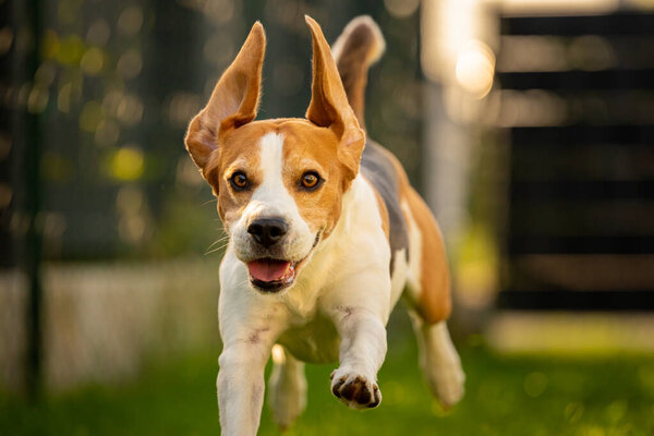 Happy dog running through lawn towards camera.