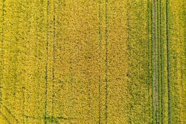 Yeşil taze buğday havadan görünüyor. Baharda genç yeşil çimenler.