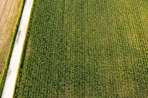 Foto aérea de campo de maíz con plantas de maíz todavía jóvenes y pequeñas —  Fotos de Stock