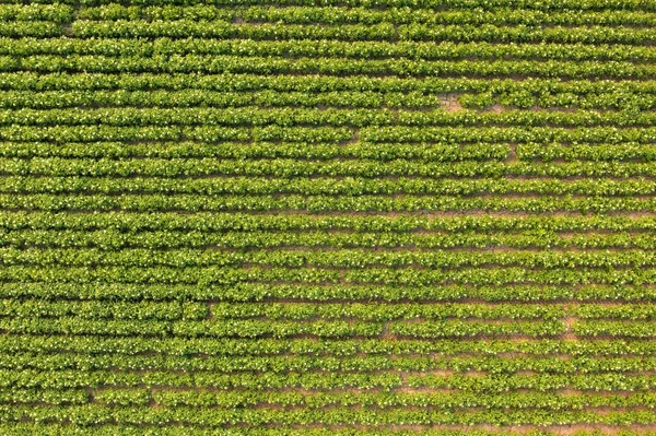 Luchtfoto van bloeiende aardappelgewassen op het veld — Stockfoto