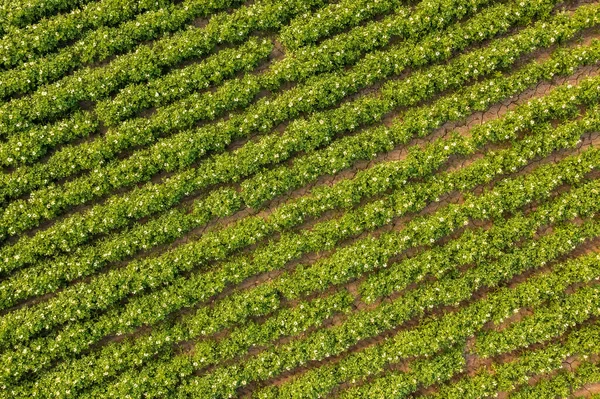 Vista aérea das culturas de batata em flor no campo — Fotografia de Stock