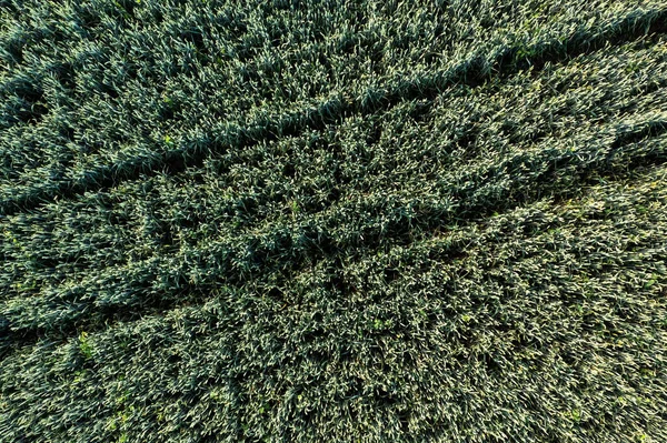Luchtfoto van rogge veld op zonnige dag — Stockfoto