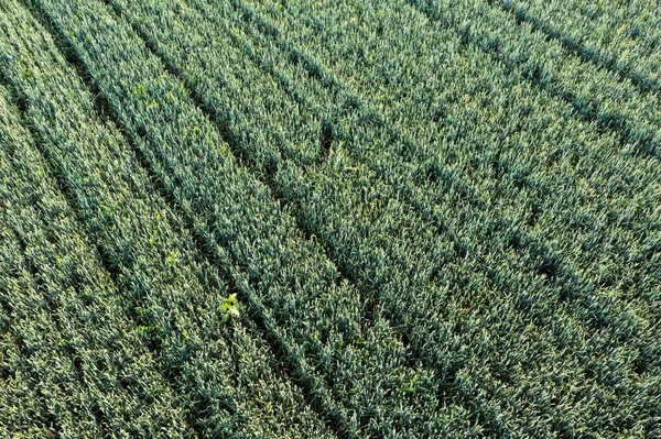 Vista aérea del campo de centeno en el día soleado —  Fotos de Stock