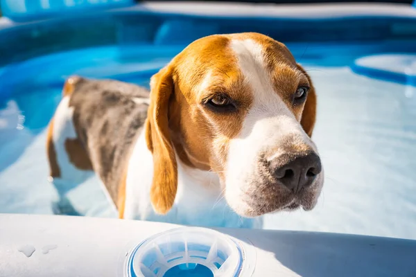 A cute beagle dog in swimming pool cooling down in summer.