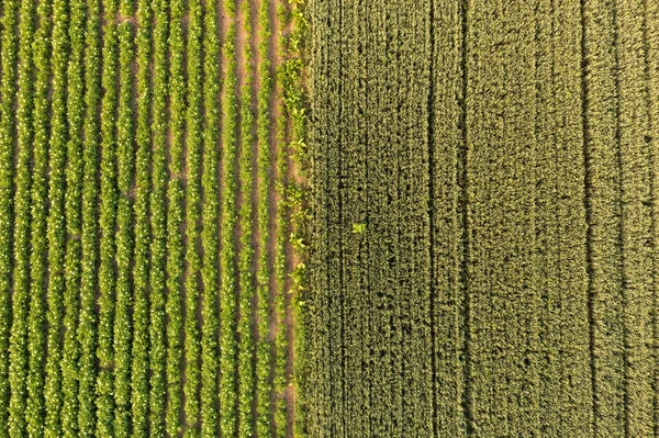Letecký pohled na kvetoucí brambory a žito na poli — Stock fotografie