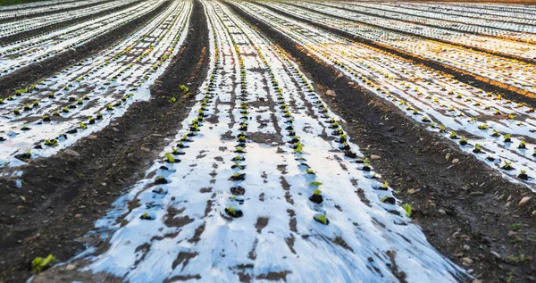 Campo de cultivo de lechuga ecológica cubierta con mantillo de plástico al atardecer. —  Fotos de Stock