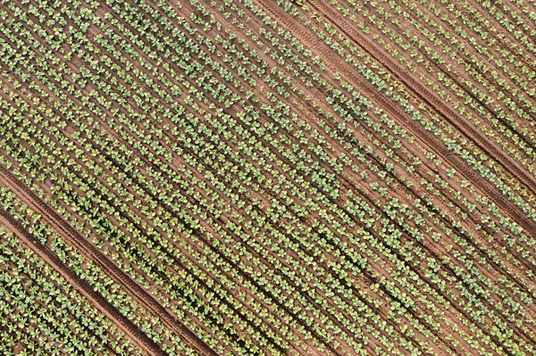 Plantas de repolho vista aérea no campo — Fotografia de Stock