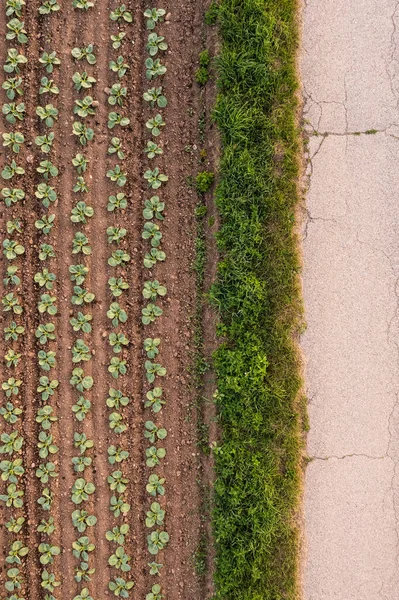 Cultivos de col vista aérea en el campo —  Fotos de Stock