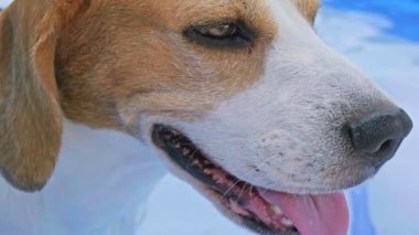 Kavurucu yaz gününde mutlu köpek sığ yüzme havuzunda mutlu bir şekilde yürüyor.