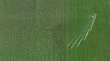 Gün batımından sonra küçük kırsal yeşil tarlaların sulama görüntüleri suni olarak sulanıyor.,