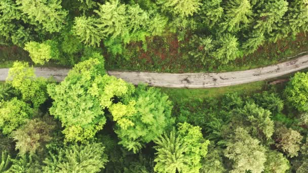 Vista aérea sobre el bosque alpino durante el día nublado entre el camino rural. — Vídeo de stock