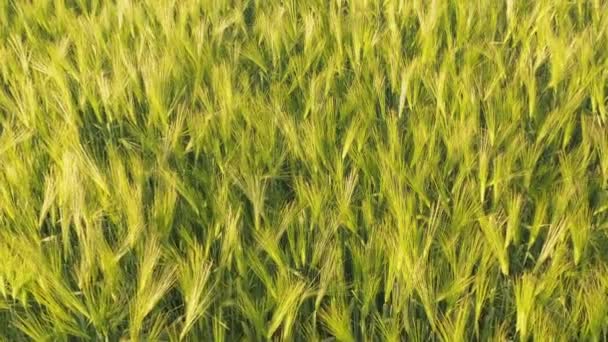 Agricultura y producción de alimentos. Campo amarillo de cebada o trigo Brote aéreo — Vídeos de Stock