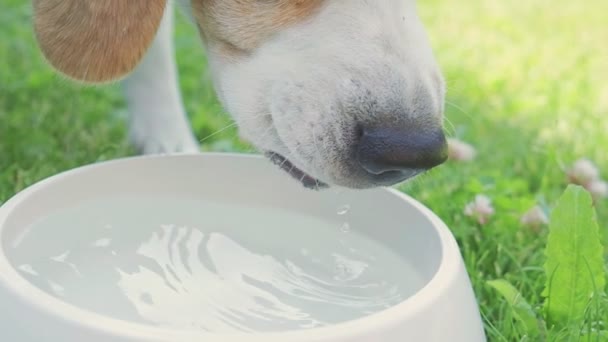 Beagle Dog Drinks Woda z jego odkrytej miski na trawie Spowolniony ruch — Wideo stockowe