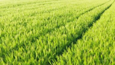 Bahar mevsiminde genç mısır gevreği tarlasının havadan çekimi.