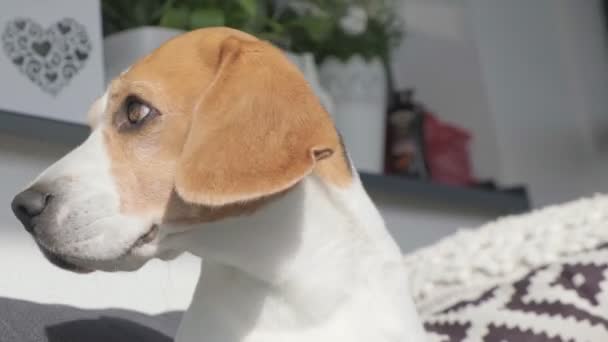 Großaufnahme eines Beagle-Hundes in der Sonne. Flatterohren im Wind — Stockvideo