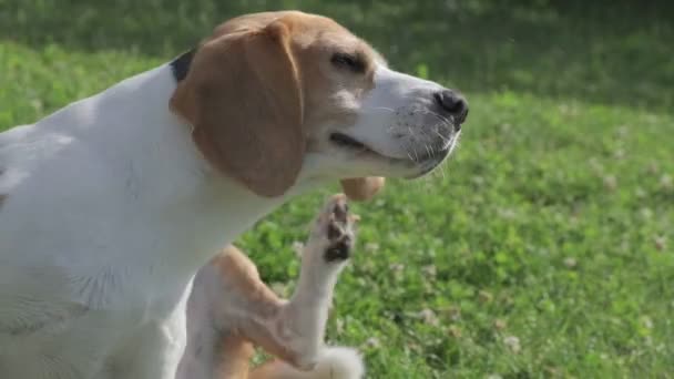 Een schattige beagle hond die aan zijn oor krabt — Stockvideo