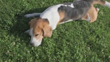 Beagle köpeği çimenlerde yuvarlanıyor sırtını kaşıyor.