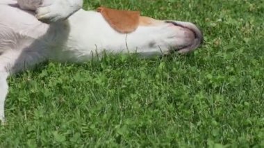 Beagle köpeği çimenlerde yuvarlanıyor sırtını kaşıyor.