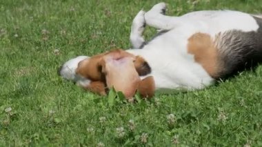 Beagle köpeği çimenlerde yuvarlanıyor sırtını kaşıyor.