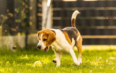 Bahçede av köpeği eğlencesi Topla koş ve zıpla