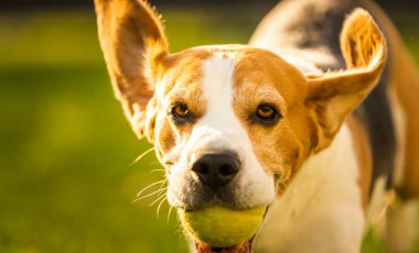 Bahçede av köpeği eğlencesi Topla koş ve zıpla