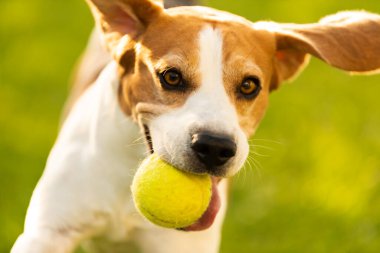 Bahçede av köpeği eğlencesi Topla koş ve zıpla