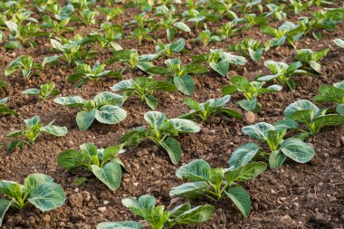 Çiftlik tarlasından taze lahana. Yeşil lahana bitkilerinin manzarası.