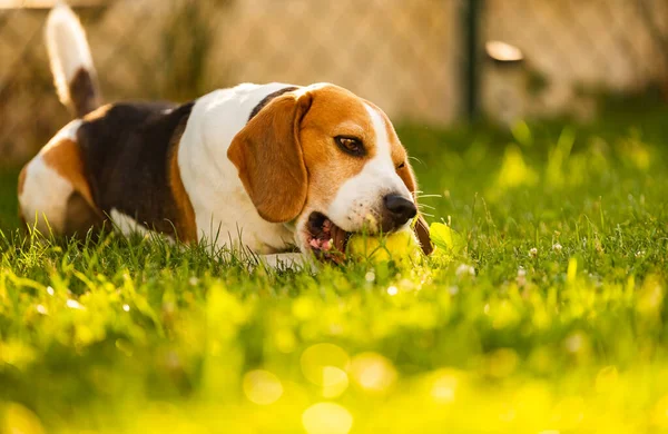 Beagle perro divertido en el jardín al aire libre acostado sobre hierba con bola — Foto de Stock
