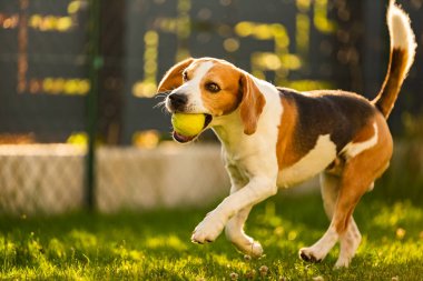 Bahçede av köpeği eğlencesi Topla koş ve zıpla