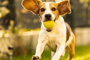Bahçede av köpeği eğlencesi Topla koş ve zıpla