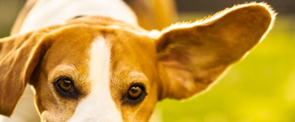 Beagle perro divertido en el jardín al aire libre correr y saltar con la pelota —  Fotos de Stock