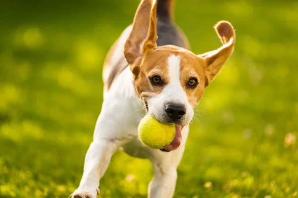 Beagle cão diversão no jardim ao ar livre correr e saltar com bola — Fotografia de Stock