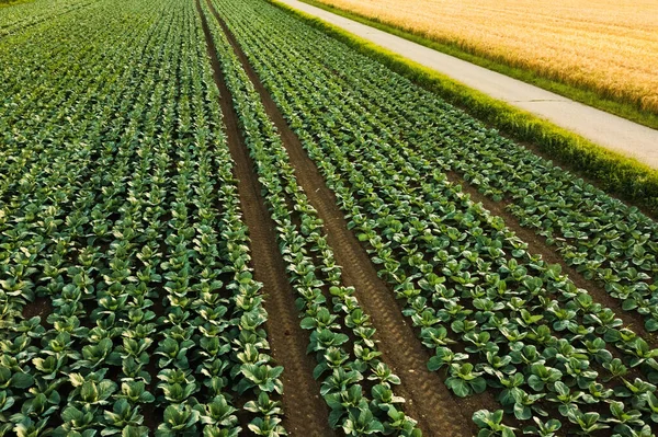 Col fresca del campo de la granja. Vista de las plantas de coles verdes. —  Fotos de Stock