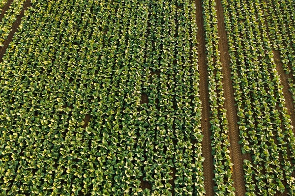 Col fresca del campo de la granja. Vista de las plantas de coles verdes. —  Fotos de Stock