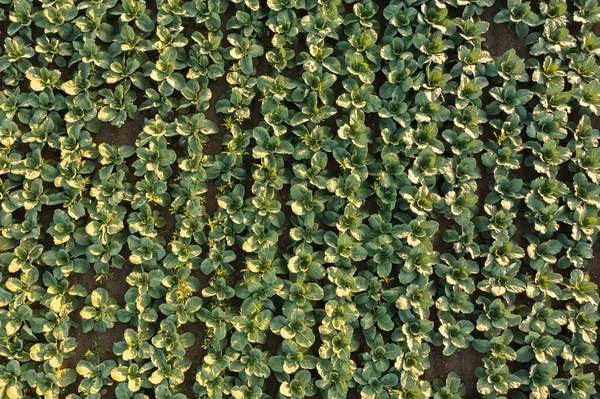 Свежая капуста с поля. Вид на зеленые растения капусты. — стоковое фото