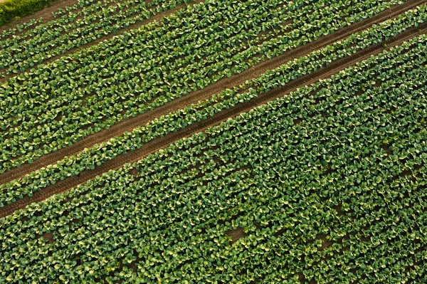 Färsk kål från gårdens fält. Utsikt över gröna kålväxter. — Stockfoto
