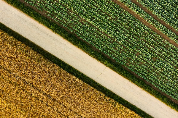 Verse kool uit het boerenveld. Uitzicht op groene kool planten. — Stockfoto