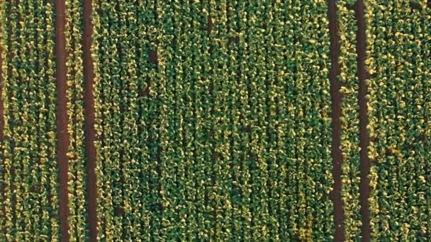 Μια εναέρια λήψη από νεαρό χωράφι με λάχανο που ωριμάζει την καλοκαιρινή περίοδο, — Αρχείο Βίντεο